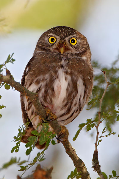 Ferrugenous Pygmy Owl © Russ Chantler